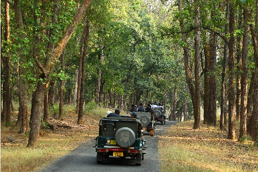 Best Wildlife Destinations in Madhya Pradesh for Summer Travel